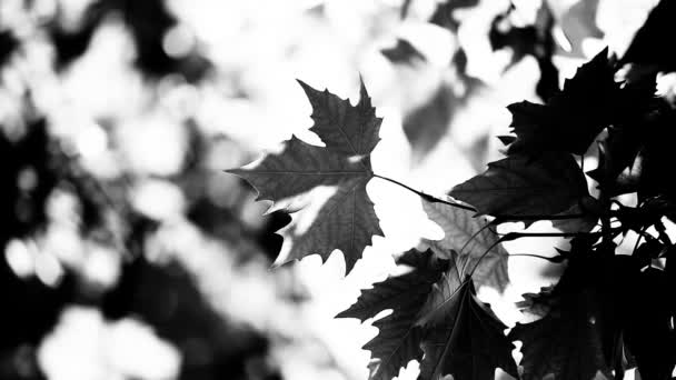Belles feuilles vertes et soleil brillant sur fond flou 