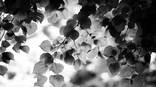 Belles feuilles vertes et soleil brillant sur fond flou 