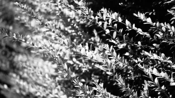Зеленые листья изгороди на размытом фоне — стоковое видео