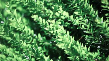 Mevsimlik arka plan üzerinde yeşil çit bırakır