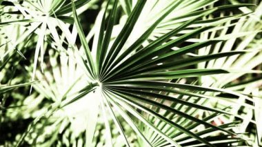 güzel yeşil yaprakları ve parlak güneşin üzerinde arka plan bulanık