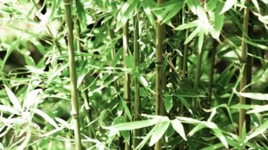 vinage bambu doğa gün arka planda