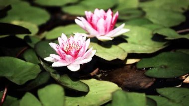 Lotus çiçeği antika arka plan