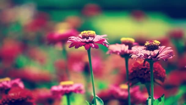 Red flowers and morning dew in park blured background — Stock Video