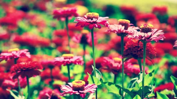 Red flowers and morning dew in park blured background — Stock Video