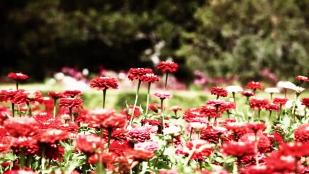 Rode bloemen en ochtenddauw in park blured achtergrond — Stockvideo