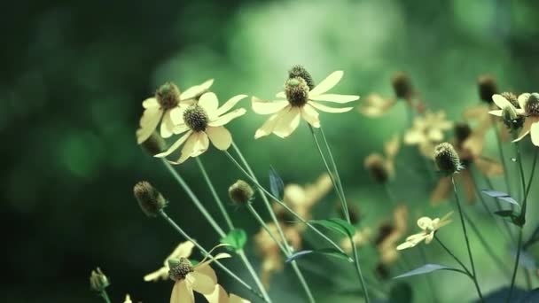 Rudbeckias μαύρα eyed susan λουλούδια στον κήπο — Αρχείο Βίντεο