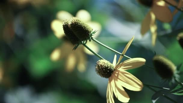 Rudbeckias black eyed susan blommor i trädgården — Stockvideo