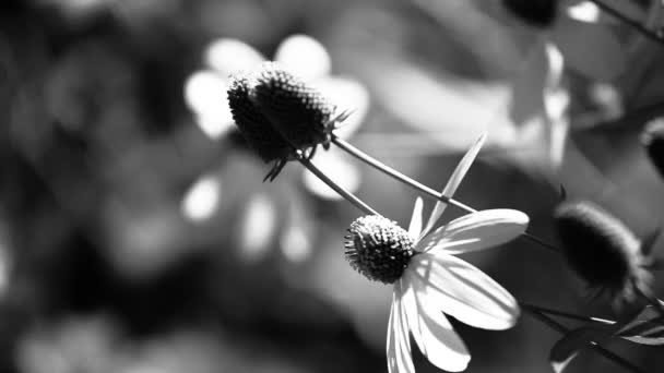 Rudbeckias black eyed susan flowers in garden — Stock Video