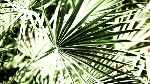 아름 다운 녹색 잎과 흐린된 배경 위에 밝은 태양 — 비디오