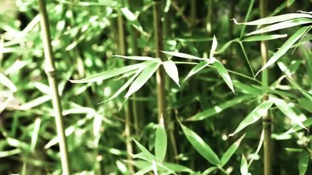 Винаж бамбукового фона в природе в день — стоковое видео