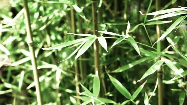 Vinage bamboe achtergrond in de natuur op dag — Stockvideo