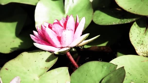 Lotus flower vintage background — Stock Video