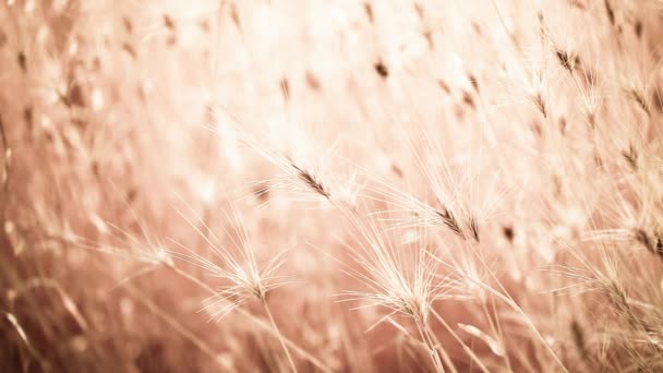 Gold wheat field perfect background — Stock Video