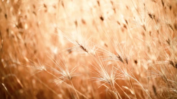 Gold wheat field perfect background — Stock Video