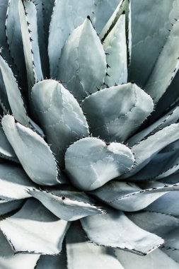 keskin sivri agav bitki birlikte demetler halinde bırakır.