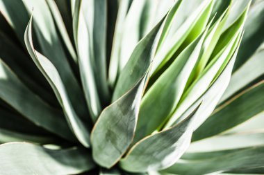 keskin sivri agav bitki birlikte demetler halinde bırakır.