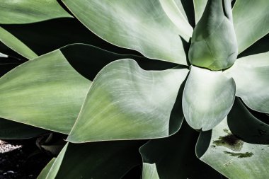 aloe tesisi closeup yeşil yüzeyine