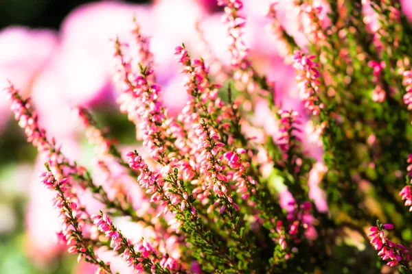 Blooming heather flowers on the green meadow — Stock Photo, Image