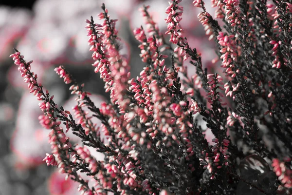 Blühende Heideblüten auf der grünen Wiese — Stockfoto