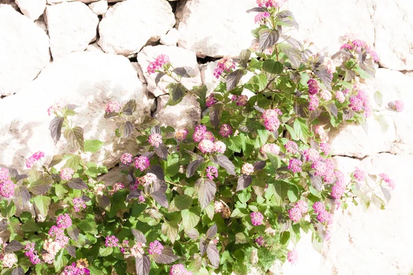 Bakstenen muur met bloem — Stockfoto