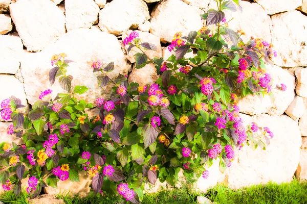 Кирпичная стена с цветами — стоковое фото