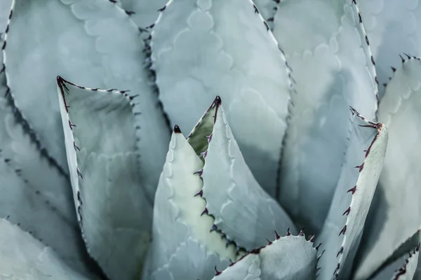 Agudo agave puntiagudo hojas de plantas agrupadas . —  Fotos de Stock