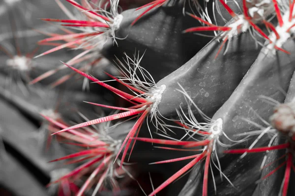 Primer plano de cactus en forma de globo con espinas largas —  Fotos de Stock