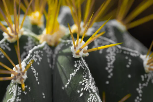 Close up of globe shaped cactus with long thorns — Stock Photo, Image