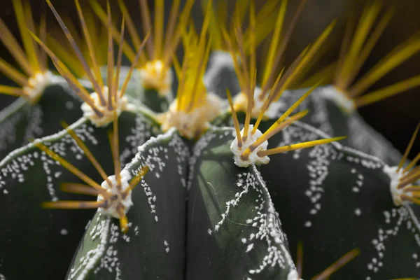 Close up of globe shaped cactus with long thorns — Stock Photo, Image