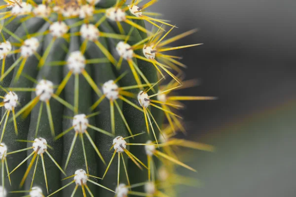 Primer plano de cactus en forma de globo con espinas largas — Foto de Stock