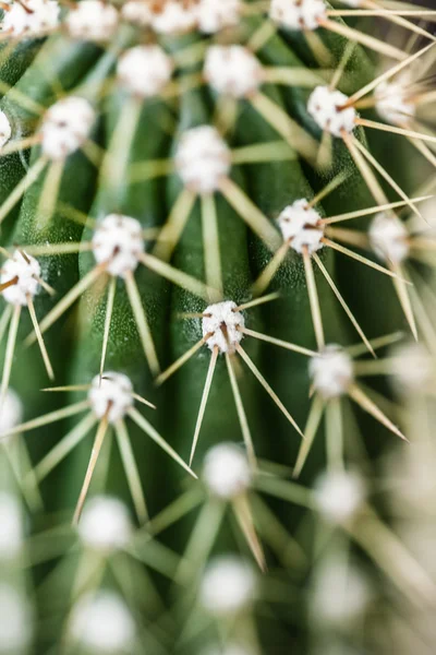 Close up of globe shaped cactus with long thorns — Stock Photo, Image