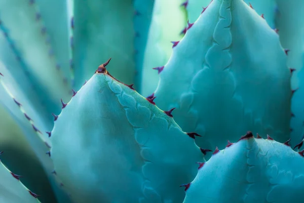 Vassa spetsiga agave växt blad klungade tillsammans. — Stockfoto