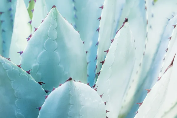 Sharp pointed agave plant leaves bunched together. — Stock Photo, Image
