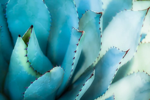 Sharp pointed agave plant leaves bunched together. — Stock Photo, Image
