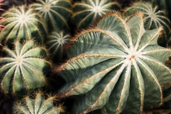 Close up of globe shaped cactus with long thorns — Stock Photo, Image