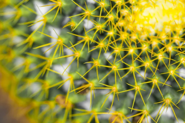 Close up van globe vormige cactus met lange doornen — Stockfoto