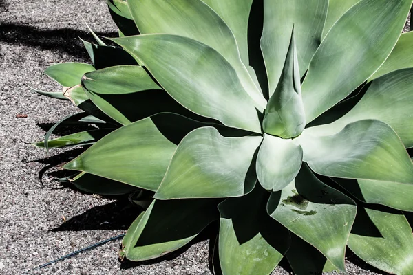 Aloe plant closeup on green surface — Stock Photo, Image