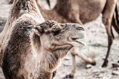 Arap deve veya dromedary (camelus dromedarius) morocco sahara çöl.