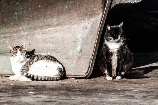 Маленькие кошки в парке — стоковое фото