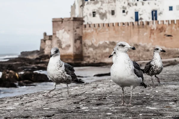 Gaviota en Essaouira, Marruecos — Foto de Stock