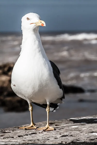 Seagull in Essaouira, Morocco — Stock Photo, Image