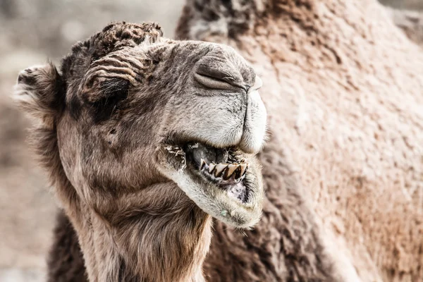 Wielbłąd arabski lub dromader (camelus dromaderka) na pustyni sahara, Maroko. — Zdjęcie stockowe
