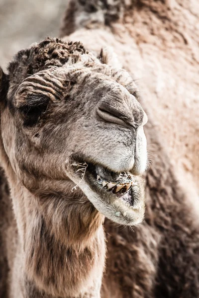 Camello árabe o Dromedario (Camelus dromedarius) en el desierto del Sahara, Marruecos . — Foto de Stock