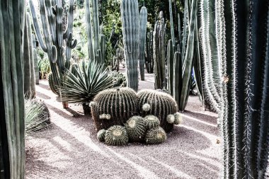 Bahçe majorelle Marakeş, Fas, Afrika