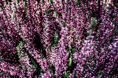 yeşil çayır üzerinde Heather çiçek çiçeklenme