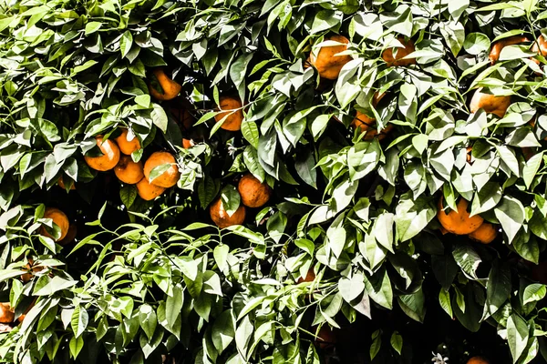 Orangenbäume mit Früchten auf Plantagen, Thailand — Stockfoto