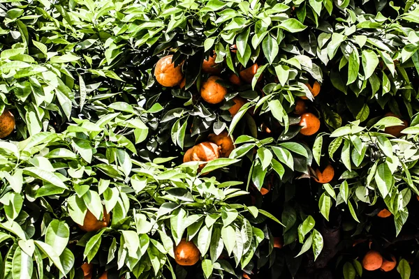 Orangenbäume mit Früchten auf Plantagen, Thailand — Stockfoto