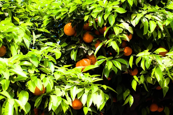 Aranci con frutti in piantagione, Thailandia — Foto Stock