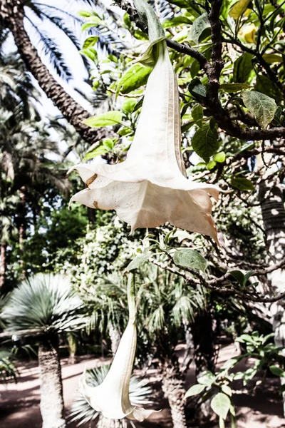 Fiore tropicale nel giardino asiatico — Foto Stock